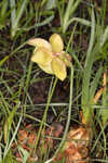 Purple pitcherplant